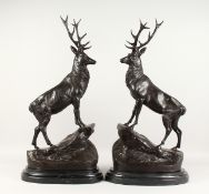AFTER J. MOIGNIEZ (1835-1894) FRENCH A GOOD LARGE PAIR OF BRONZE STAGS. Signed, on a marble base.
