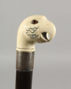 A 19TH CENTURY CARVED IVORY PARAKEET WALKING STICK with glass eyes and silver band. 2ft 11ins long.