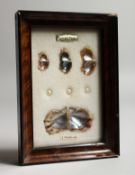 A FRAME OF CULTURED PEARLS.