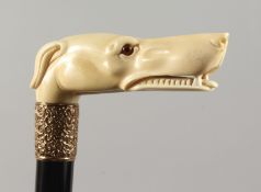 A VERY GOOD EDWARDIAN CARVED IVORY GREYHOUND HEAD WALKING STICK with glass eyes and silver band.