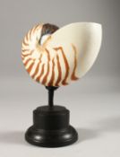 A NAUTILUS SHELL ON A STAND. 5ins.