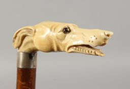 A 19TH CENTURY CARVED IVORY GREYHOUNDS HEAD WALKING STICK with glass eyes. 2ft 8ins long.