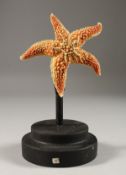 A STARFISH ON A STAND. 4ins.