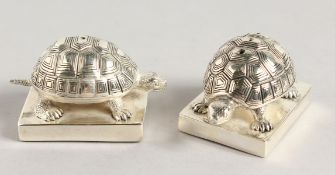 A PAIR OF .925 SILVER PLATE TORTOISE SALT AND PEPPERS. 1.5ins high.