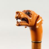 A GOOD 19TH CENTURY WALKING STICK with carved AMBER DOG'S HEAD HANDLE, snarling. 2ft 11ins long.