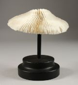 A WHITE CORAL ON A STAND. 5.5ins