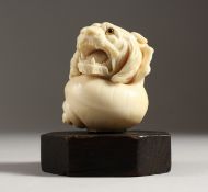 A 19TH CENTURY EUROPEAN CARVED IVORY LION ON A CONCH SHELL WALKING STICK HANDLE, with glass eyes,
