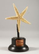 A STARFISH ON A STAND. 4.5ins.