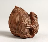A JAPANESE CARVED WOOD FROG ON A FRUIT. Signed. 2ins long.
