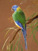 Circle of Ralston Gudgeon. A study of a parrot perching on a branch, watercolour/gouache, 12