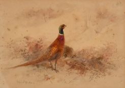 James Stinton (1870-1961) British, A study of two pheasants amongst brush, watercolour, signed, 6.