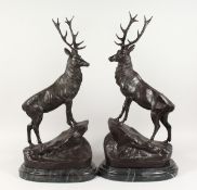 AFTER JULES MOIGNIEZ A good pair of standing bronze stags on marble bases 26 ins high.