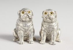 A PAIR OF 800 PUG DOGS SALT AND PEPPERS