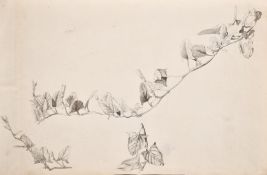 Circle of John Ruskin, study of leaves and buds on twigs, ink & wash, 13