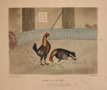 After Alken, A pair of prints depicting cock fighting scenes including 'Plate No 1-A Start' and '