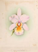 J. L. MacFarlane (circa 1900), An orchid study, along with another by a different hand, watercolour,