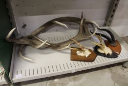 A pair of antlers and three sets of mounted antlers.