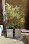 A pair of modern aluminium garden planters containing shrubs.