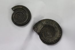 Two fossilized ammonites.