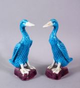 A PAIR OF CHINESE TURQUOISE GLAZED FIGURES OF DUCKS, stood upon stylized rocky bases with