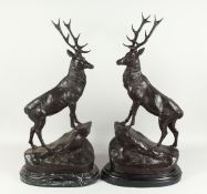 AFTER JULES MOIGINIEZ. A GOOD PAIR OF BRONZE STAGS on marble bases. Signed, 29ins high.