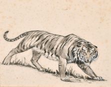 Manner of Arthur Wardle, A study of a tiger, ink heightened with white gouache, 6