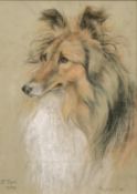 Marjorie Cox (1915-2003) British, A study of a dog, pastel, signed and inscribed 'Button 1956',