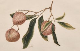 Early 19th century Anglo Chinese school, A study of a lychee plant, watercolour decoupage, signed