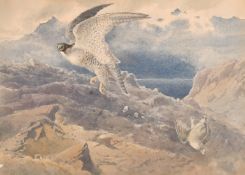 William Oxenden Hammond, circa 1899, A Peregrine dropping a Ptarmigan with a mountain landscape
