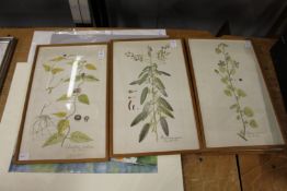 A set of four antique botanical prints.
