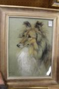 Marjorie Cox, a study of a collie 