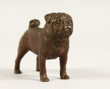 A SMALL HEAVY BRONZE PUG DOG 3ins long