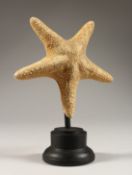 A STARFISH SPECIMAN on a plinth. 6ins high.