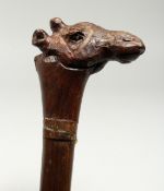 A ZIMBABWEAN HARDWOOD WALKING STICK, with curved giraffe handle. 36ins long.