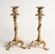 A GOOD PAIR OF GILDED METAL CANDLESTICKS on claw feet 10ins high.