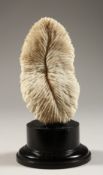 A CORAL SPECIMAN on a plinth 5.5ins high.