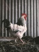 The Godfather - A limited edition print of a chicken.