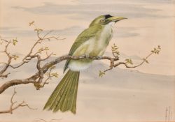 S Basu Roy Choudhury, A native Indian bird on a branch, watercolour,10