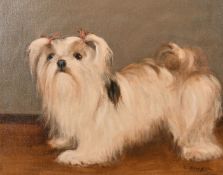 Ruth Bowyer, Lhasa Apso dog, oil on canvas, 16