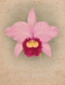 J. L. MacFarlane (circa 1900), An orchid study, along with another by a different hand, watercolour,