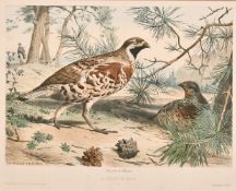 After Edouard Travies, 'La Gelinotte' plate 6. Souvenir de Chasseur, lithograph, 9.75