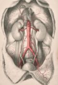 A set of three anatomical lithographs after J. Walsh circa 1841, all 15