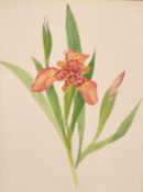 20th century school, A study of an orchid, watercolour, 12