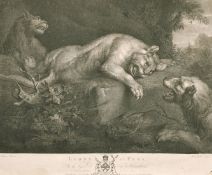 Walker after Rubens, 'Lions at Play', Copper engraving, 16.75