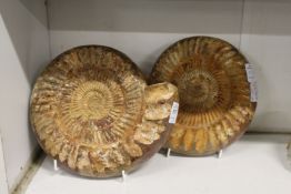 Two fossilised amonites