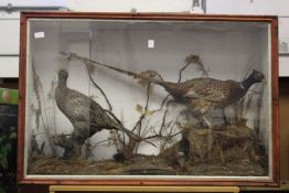 A large display case containing stuffed and mounted cock and hen pheasant with a stoat in a