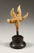 A SMALL STARFISH mounted on a circular base. 8ins high
