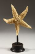 A SMALL STARFISH mounted on a circular base. 8ins high.