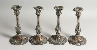 A SET OF FOUR ROCCO STYLE SHEFFIELD PLATE CANDLESTICKS. 9.5ins high.