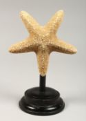 A LARGE STARFISH, mounted on a circular base 10.5ins high
